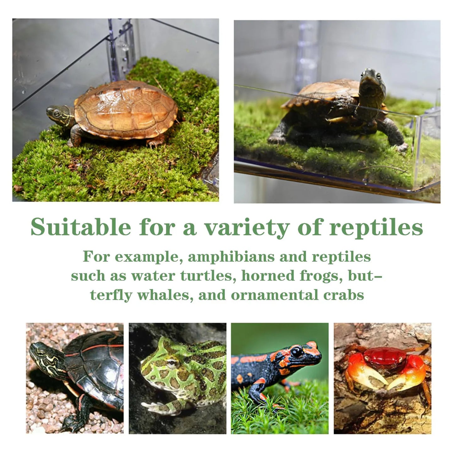 Transparent Floating Platform for Aquatic Turtles