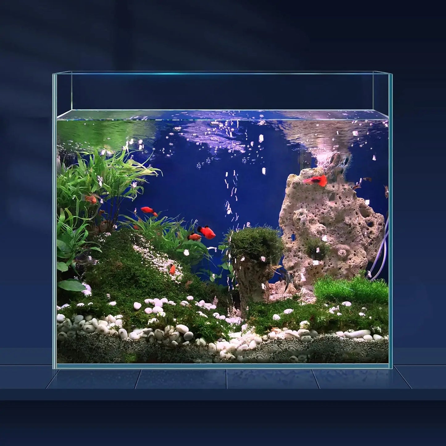 Rimless Glass Aquarium with Cover, Feeding Ring & Cleaning Tools