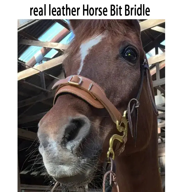 Brown Western Hackamore with Curb Chain
