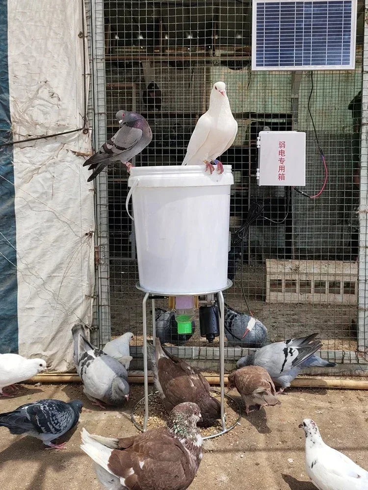 Automatic Poultry Feeder with Smart Timer