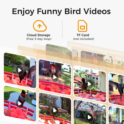 Outdoor Hummingbird Feeder with Solar Powered Camera