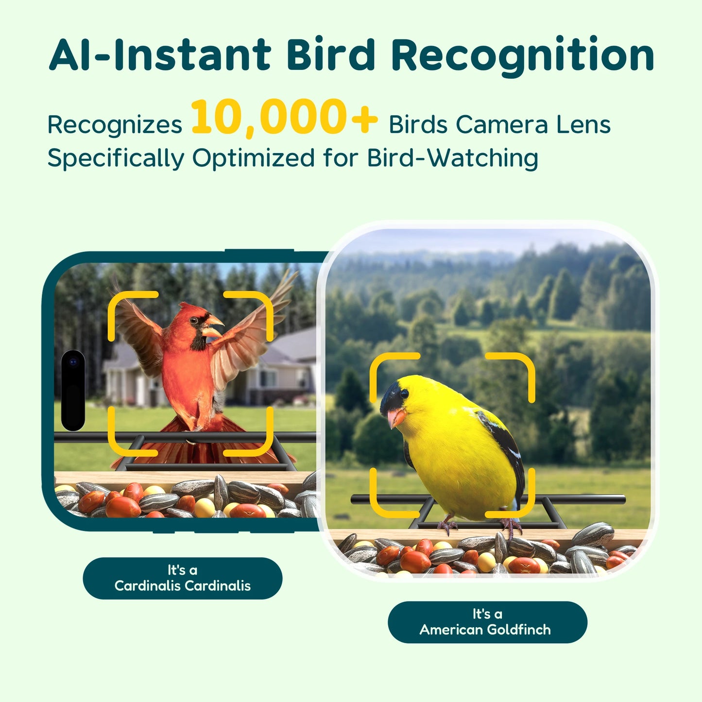 Bird Feeder Camera with Species ID